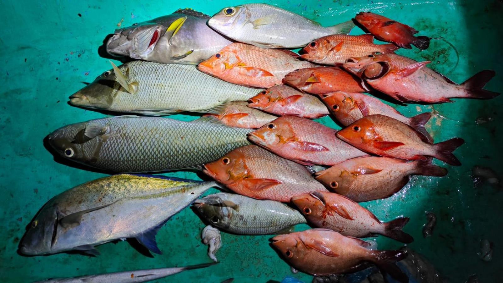 Kaafu Inn Guraidhoo Guraidhoo  Ngoại thất bức ảnh
