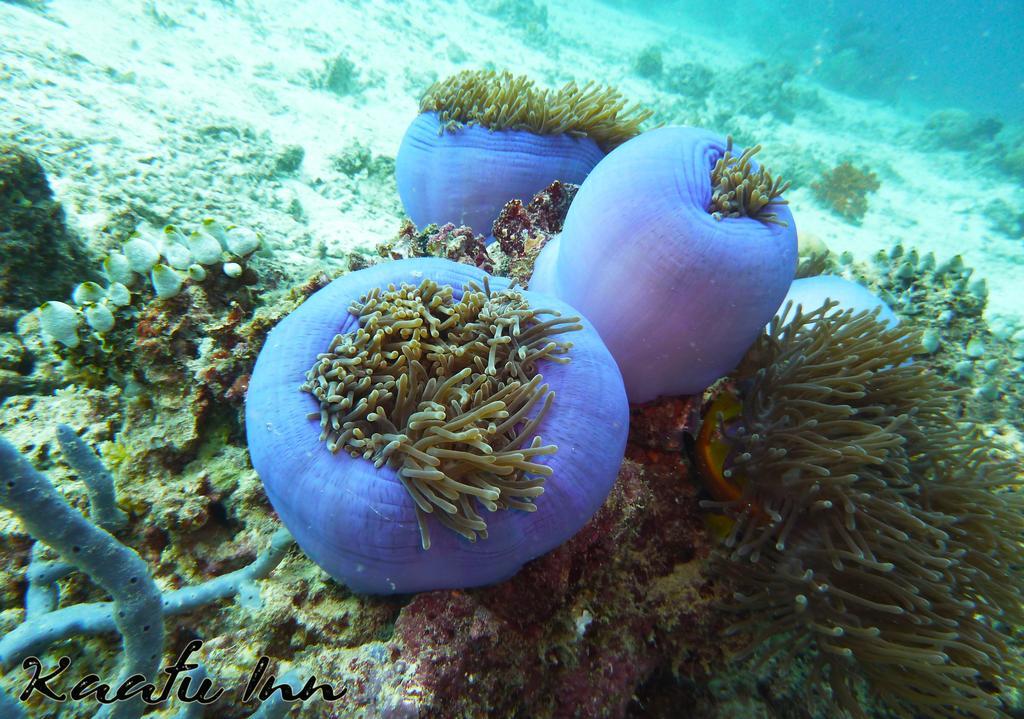 Kaafu Inn Guraidhoo Guraidhoo  Ngoại thất bức ảnh