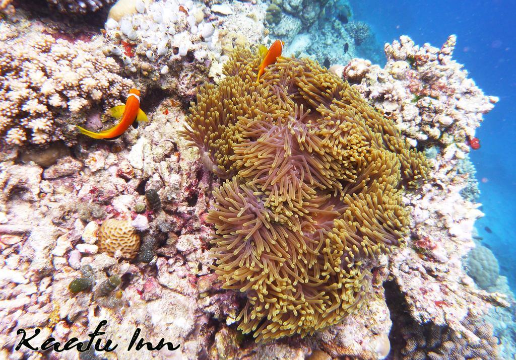 Kaafu Inn Guraidhoo Guraidhoo  Ngoại thất bức ảnh