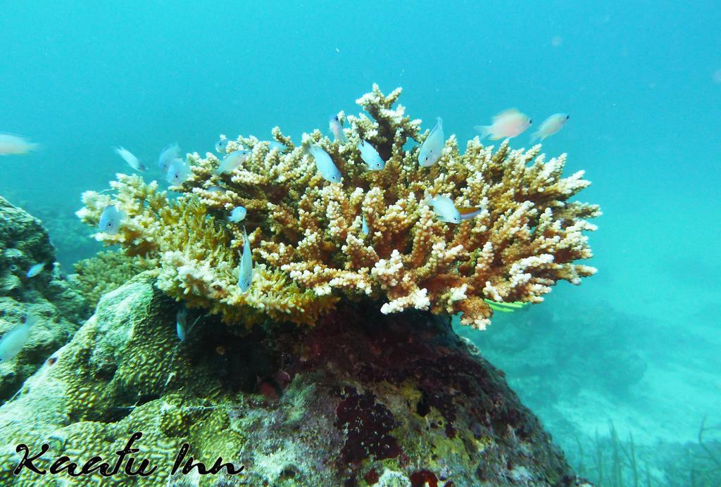 Kaafu Inn Guraidhoo Guraidhoo  Ngoại thất bức ảnh