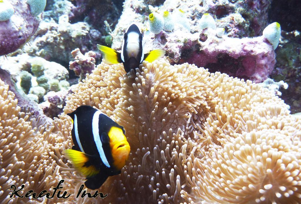 Kaafu Inn Guraidhoo Guraidhoo  Ngoại thất bức ảnh