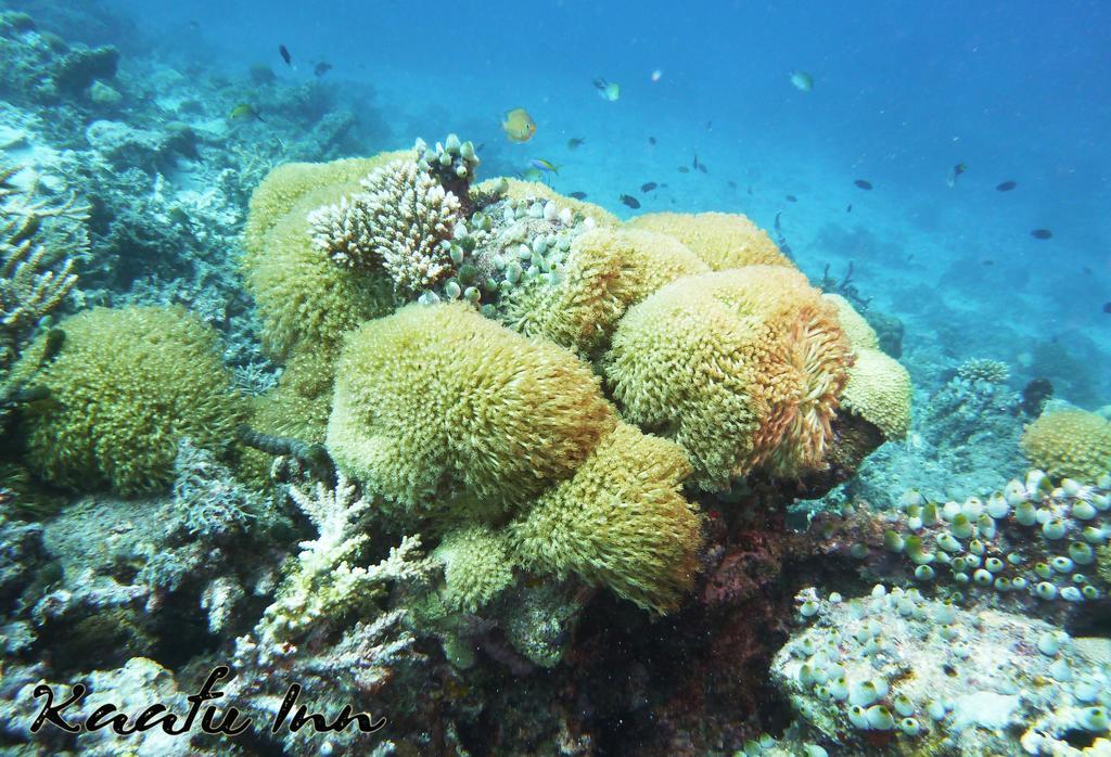 Kaafu Inn Guraidhoo Guraidhoo  Ngoại thất bức ảnh