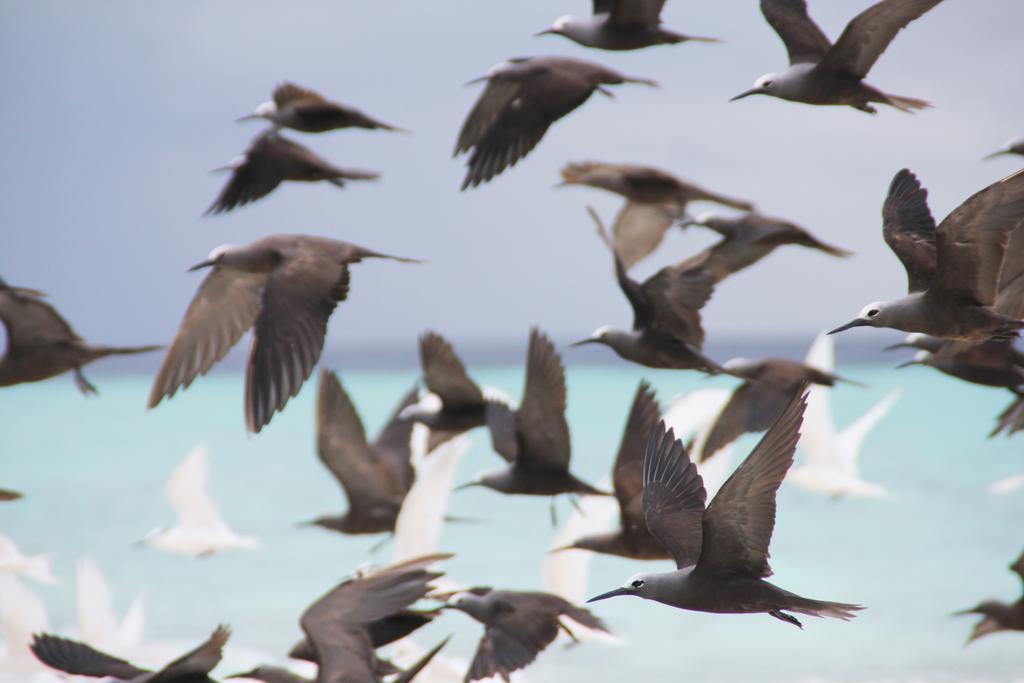 Kaafu Inn Guraidhoo Guraidhoo  Ngoại thất bức ảnh