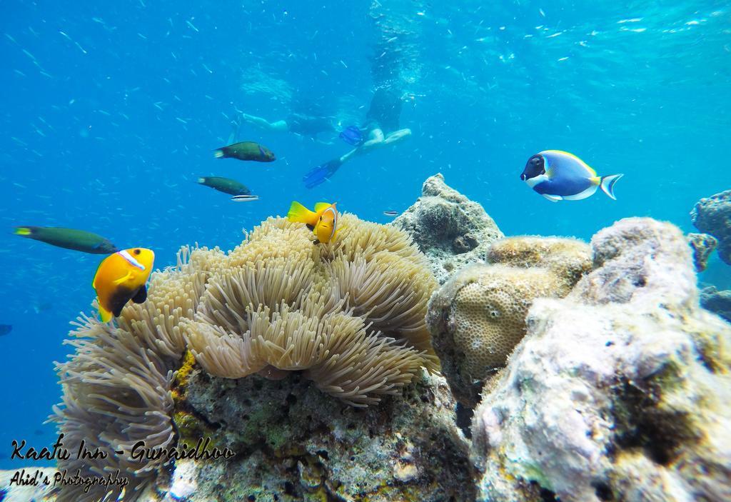 Kaafu Inn Guraidhoo Guraidhoo  Ngoại thất bức ảnh