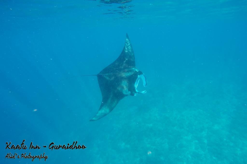 Kaafu Inn Guraidhoo Guraidhoo  Ngoại thất bức ảnh
